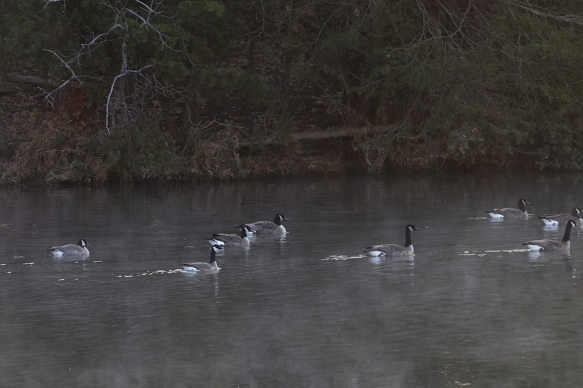 Cackling Goose - ML627096273