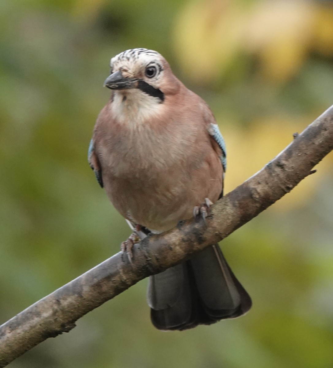 Eurasian Jay - ML627096274