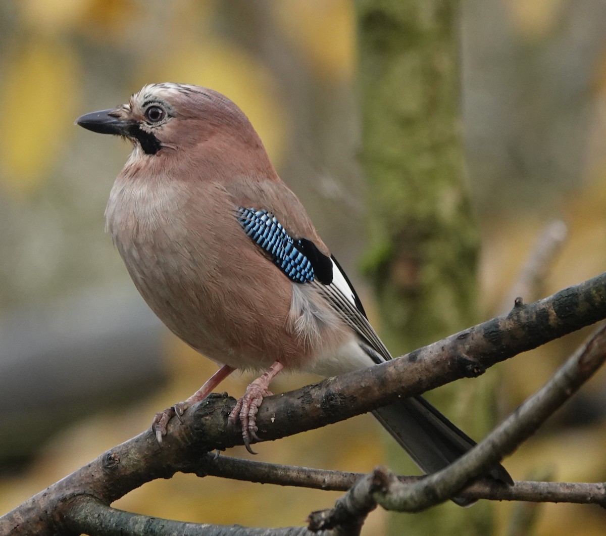 Eurasian Jay - ML627096275