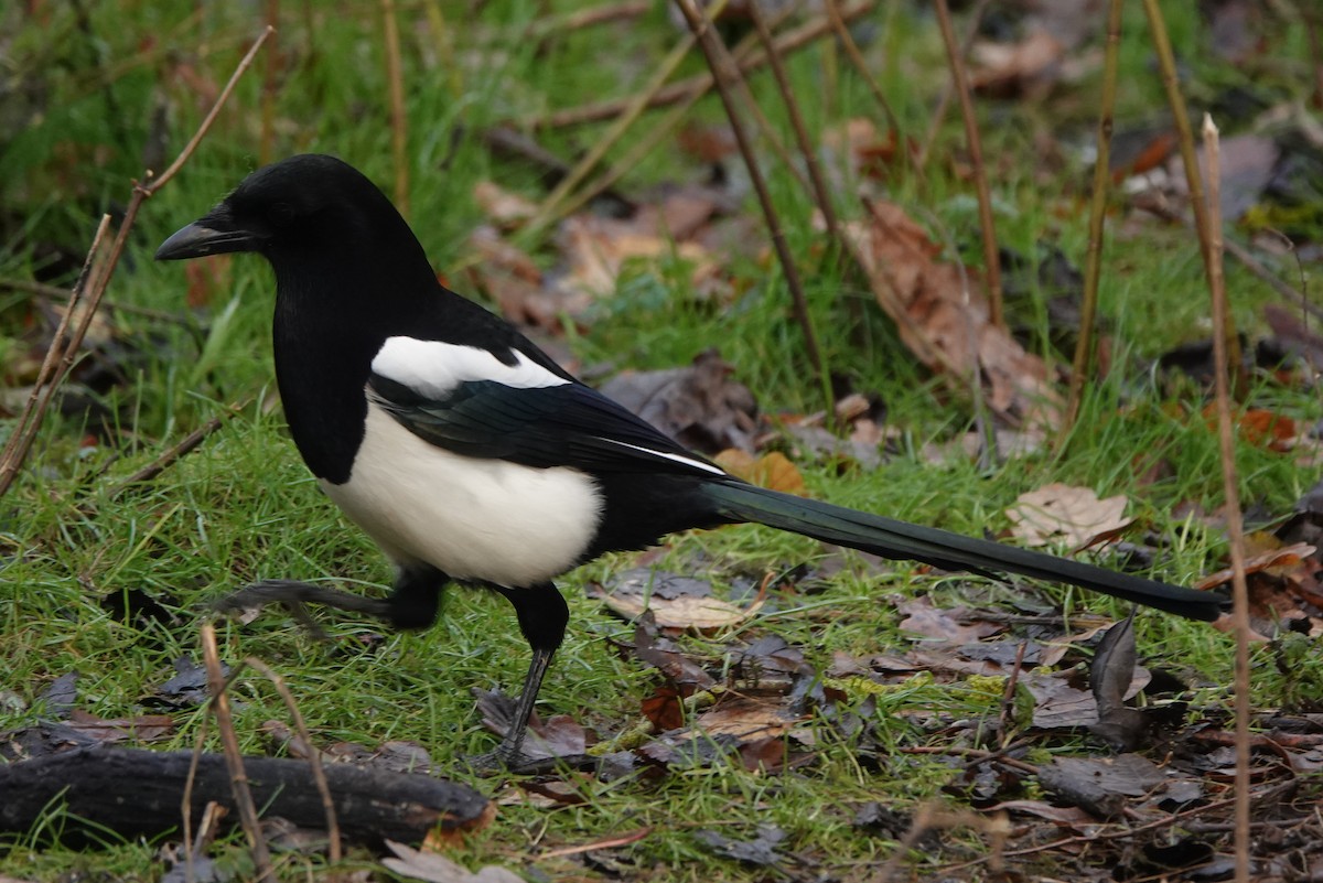 Eurasian Magpie - ML627096288