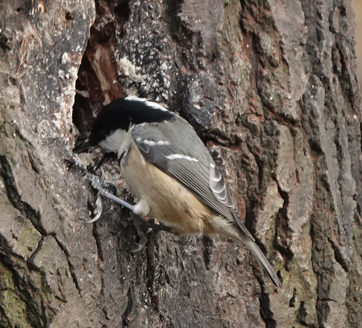 Coal Tit - ML627096300