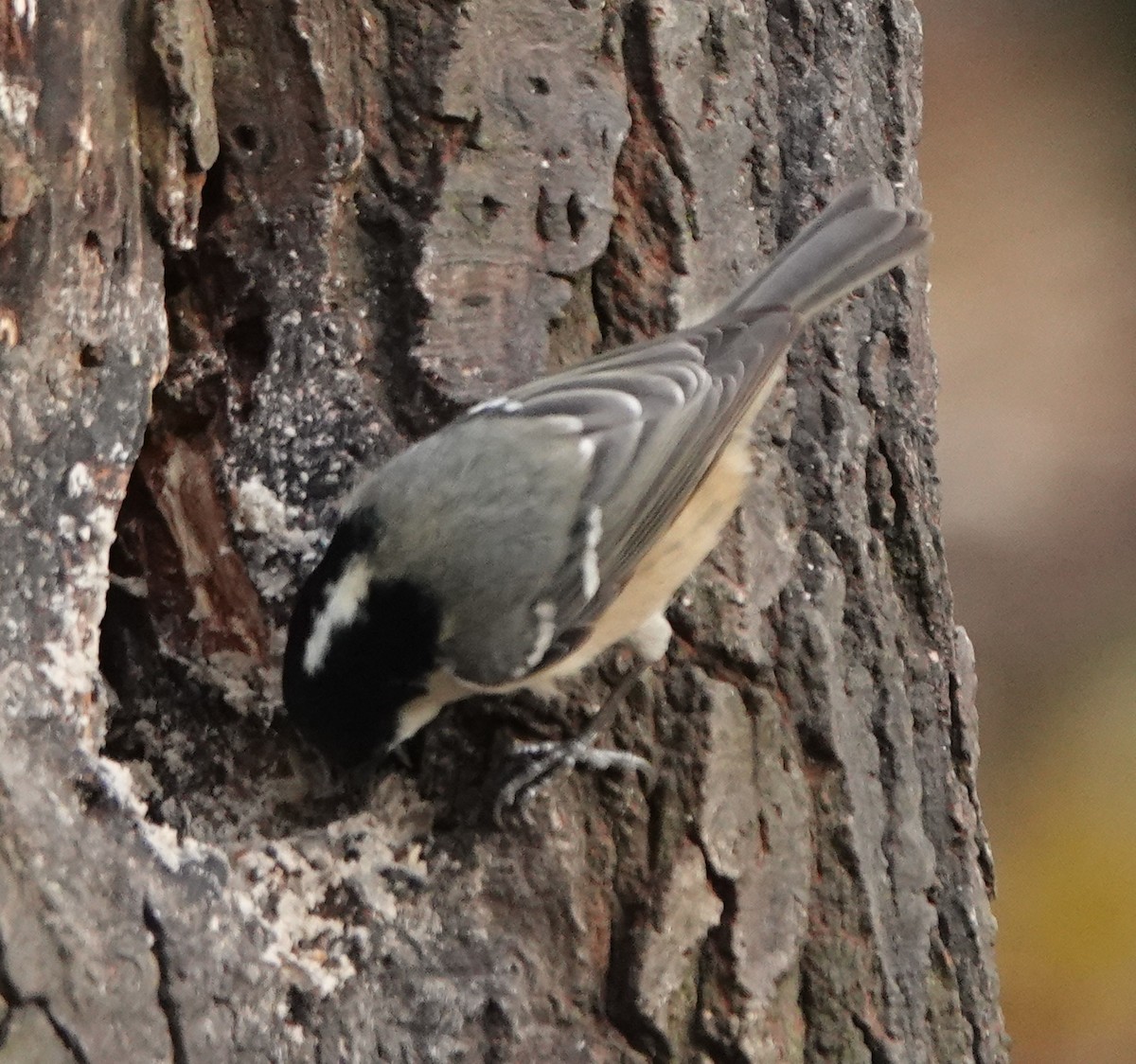 Coal Tit - ML627096301