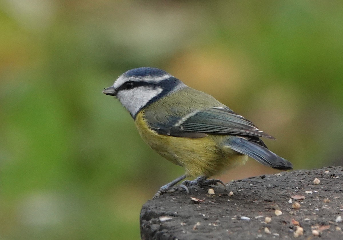 Eurasian Blue Tit - ML627096312