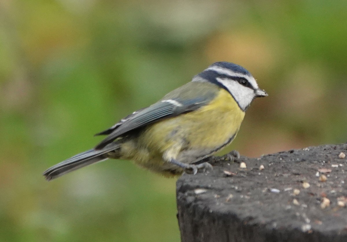 Eurasian Blue Tit - ML627096313