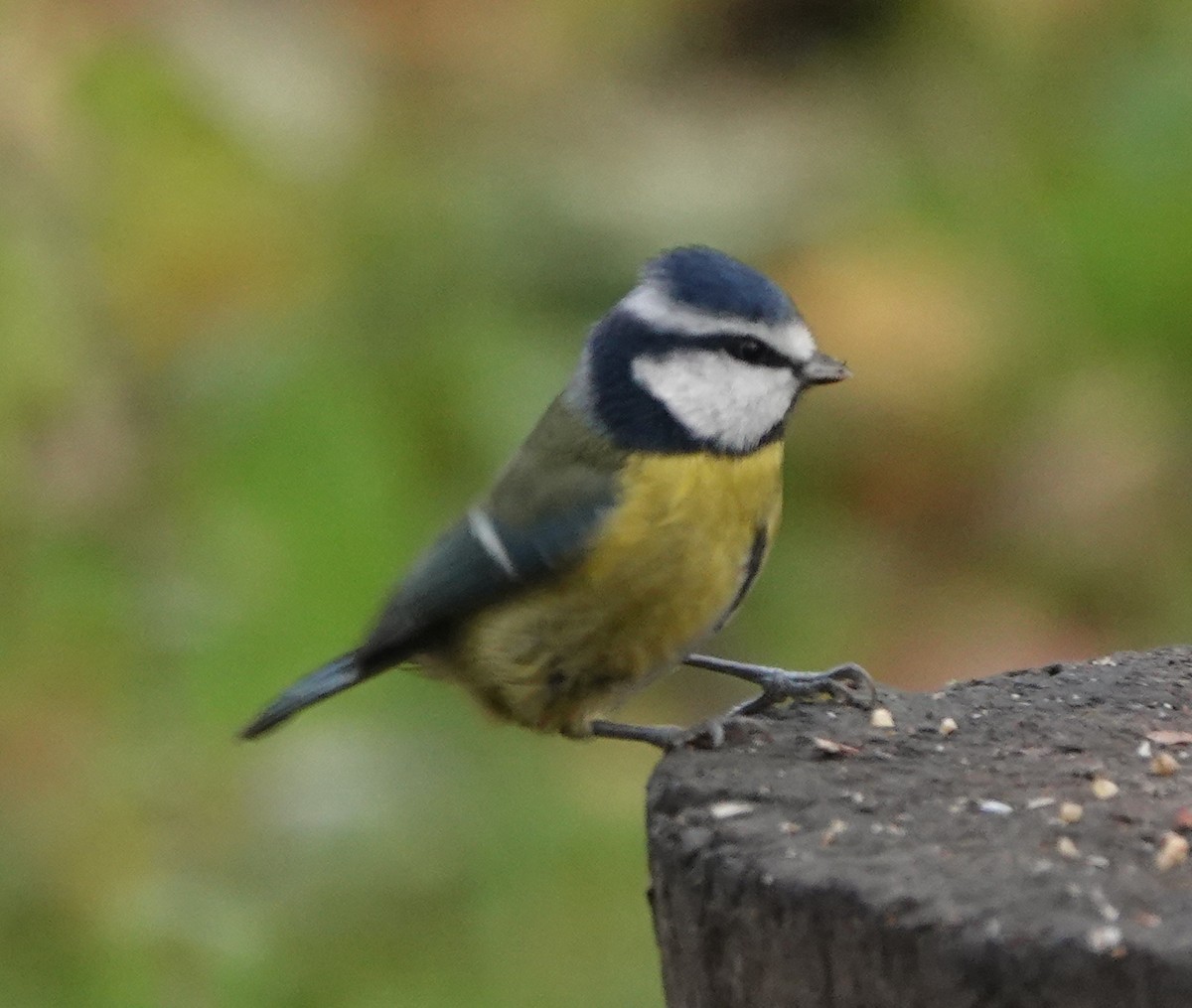 Eurasian Blue Tit - ML627096314