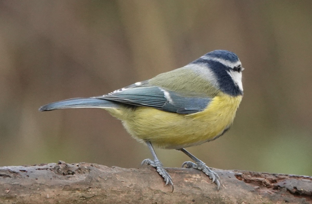 Eurasian Blue Tit - ML627096315