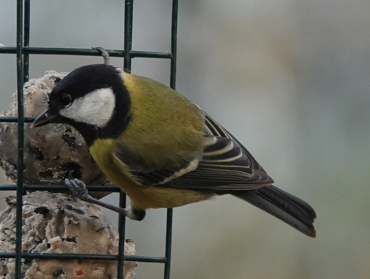 Great Tit - ML627096336