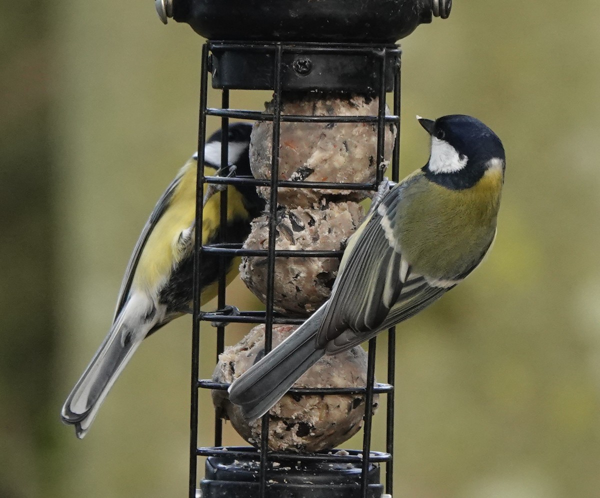 Great Tit - ML627096337