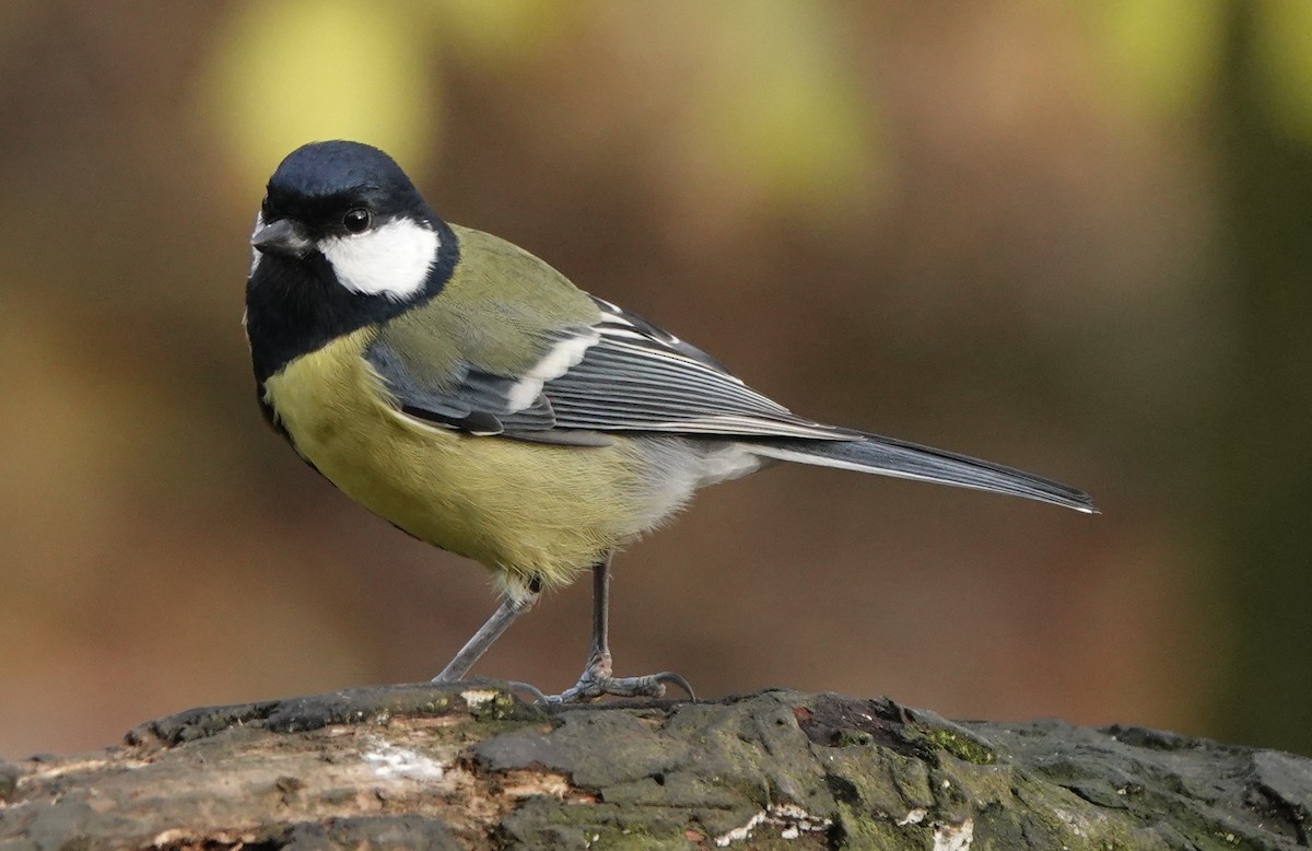 Great Tit - ML627096338