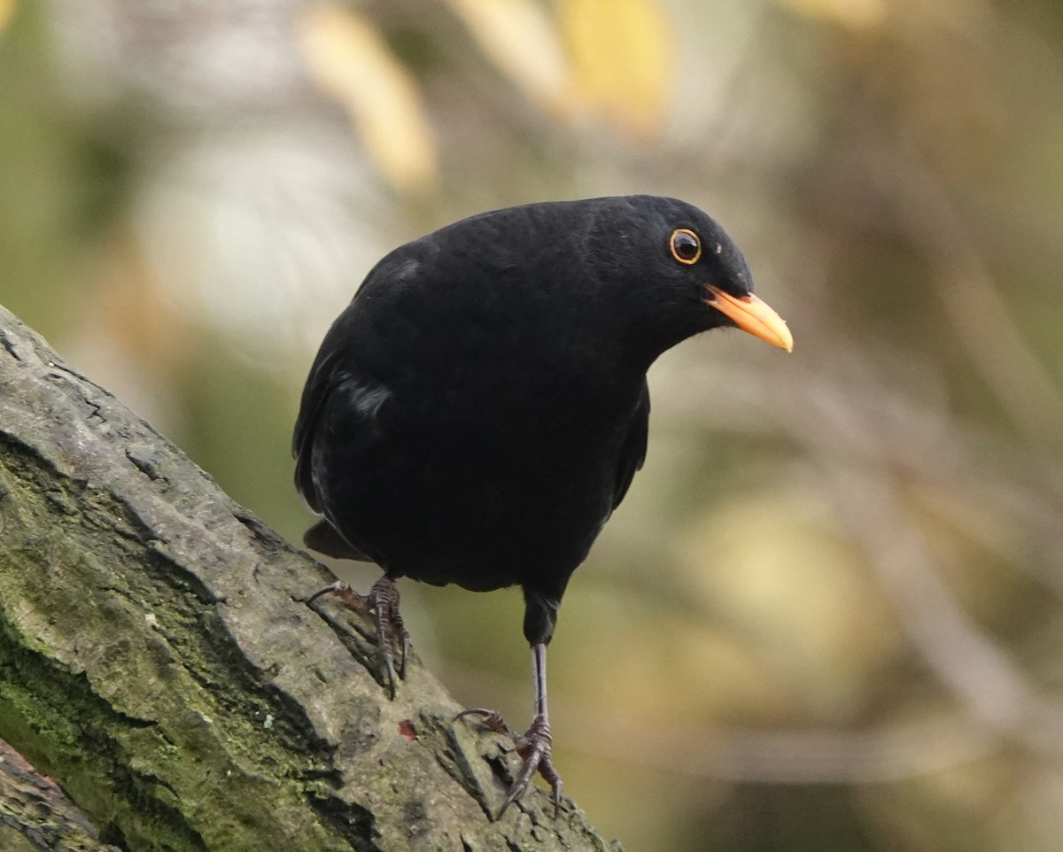 Eurasian Blackbird - ML627096352