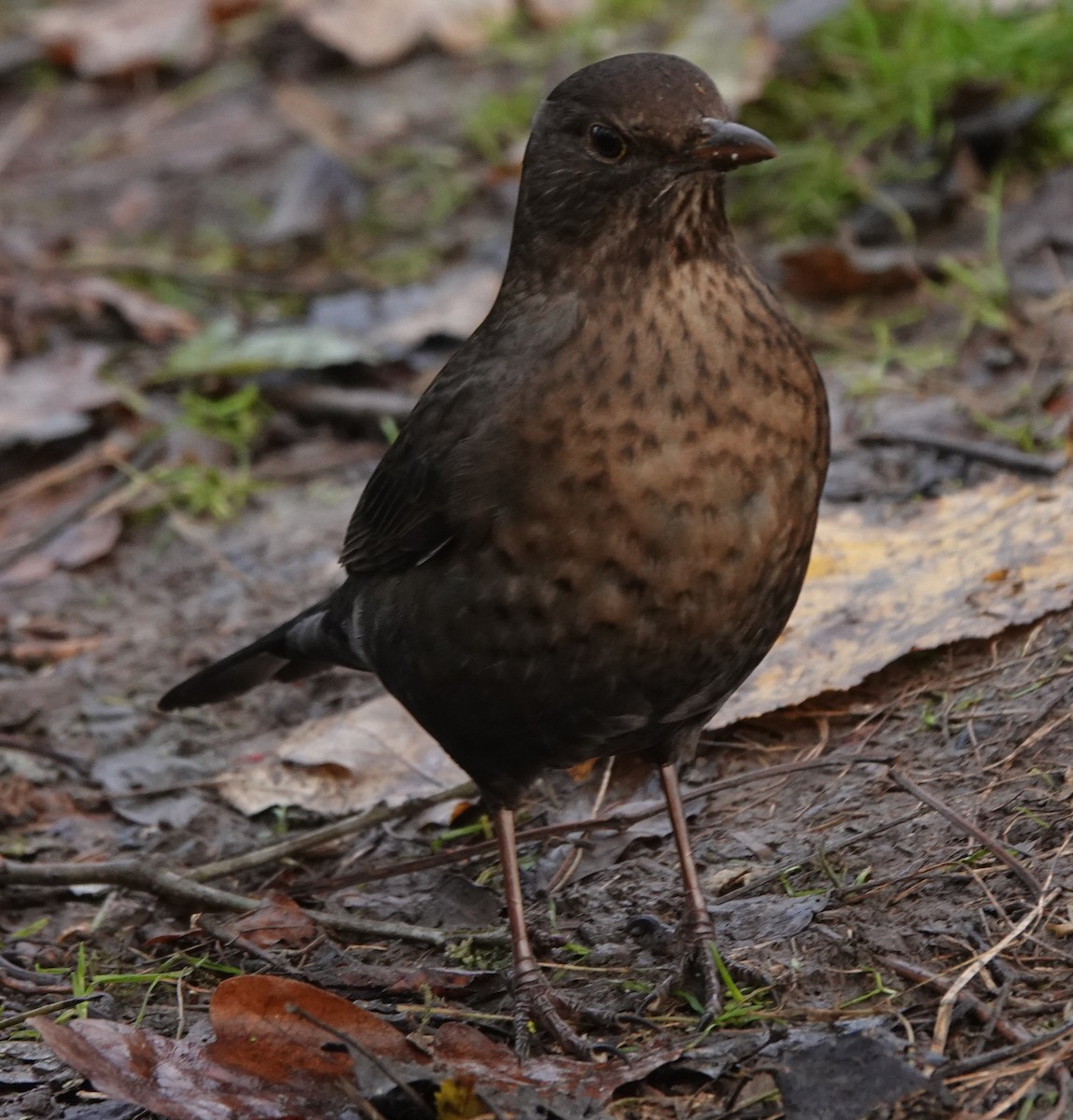 Eurasian Blackbird - ML627096353