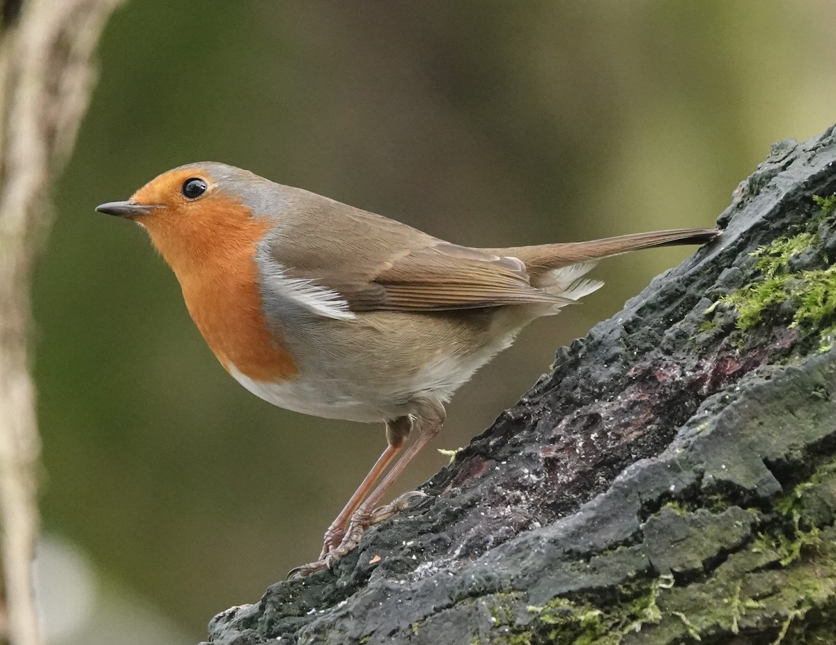 European Robin - ML627096359