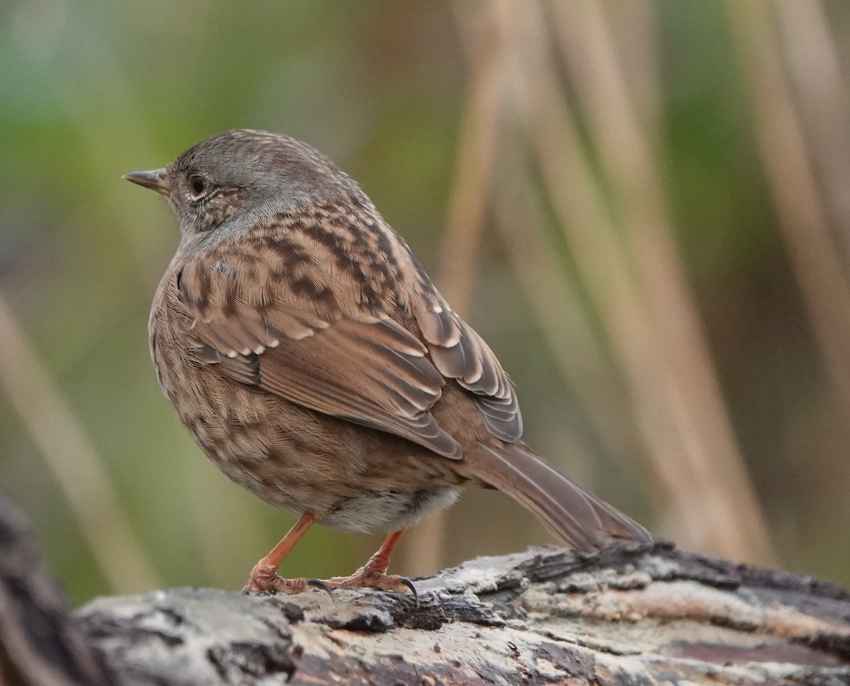 Dunnock - ML627096376