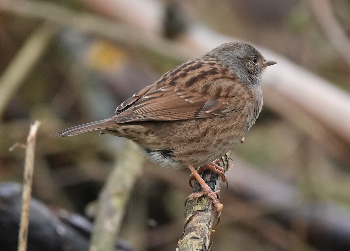 Dunnock - ML627096377