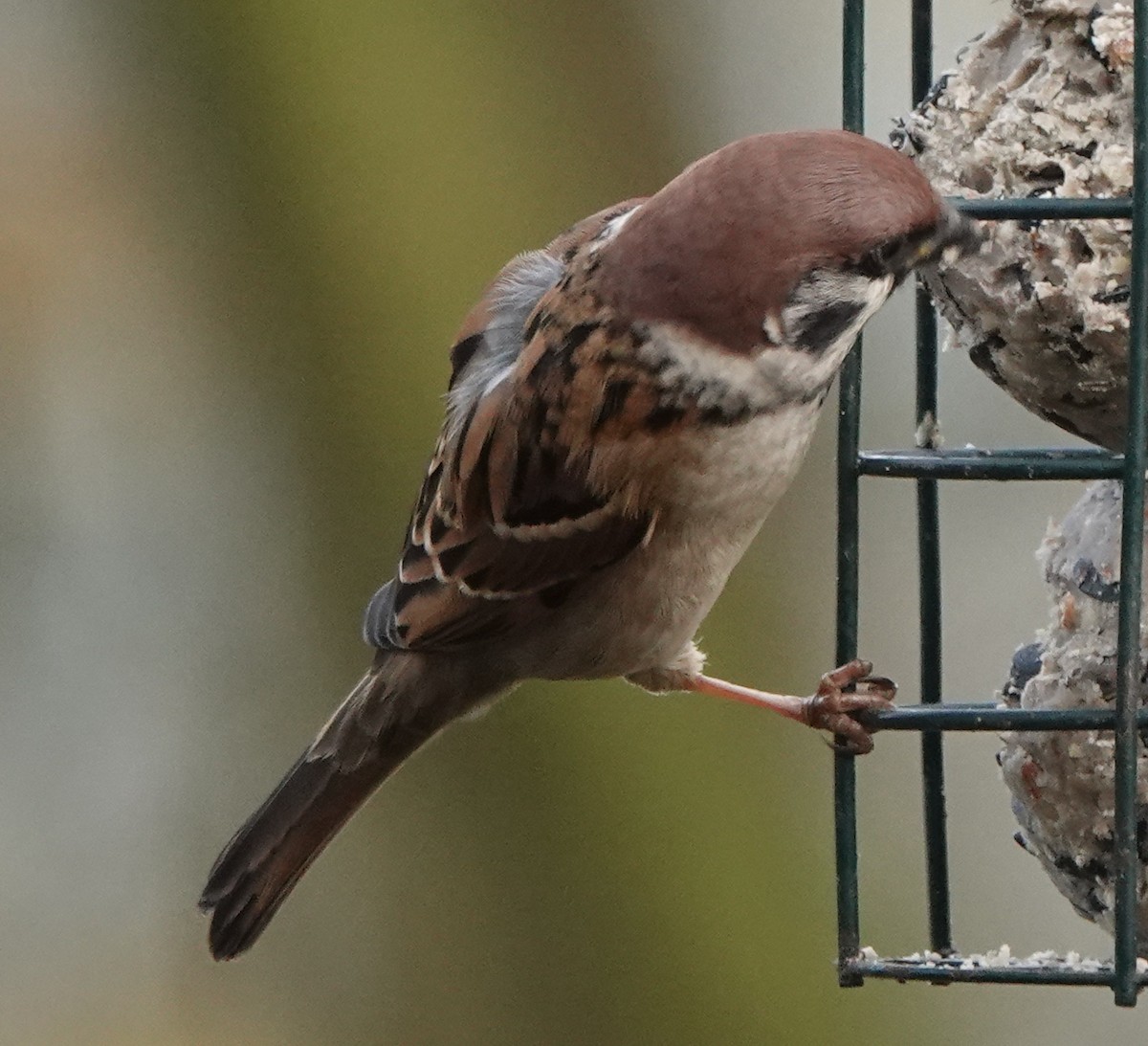 Eurasian Tree Sparrow - ML627096390