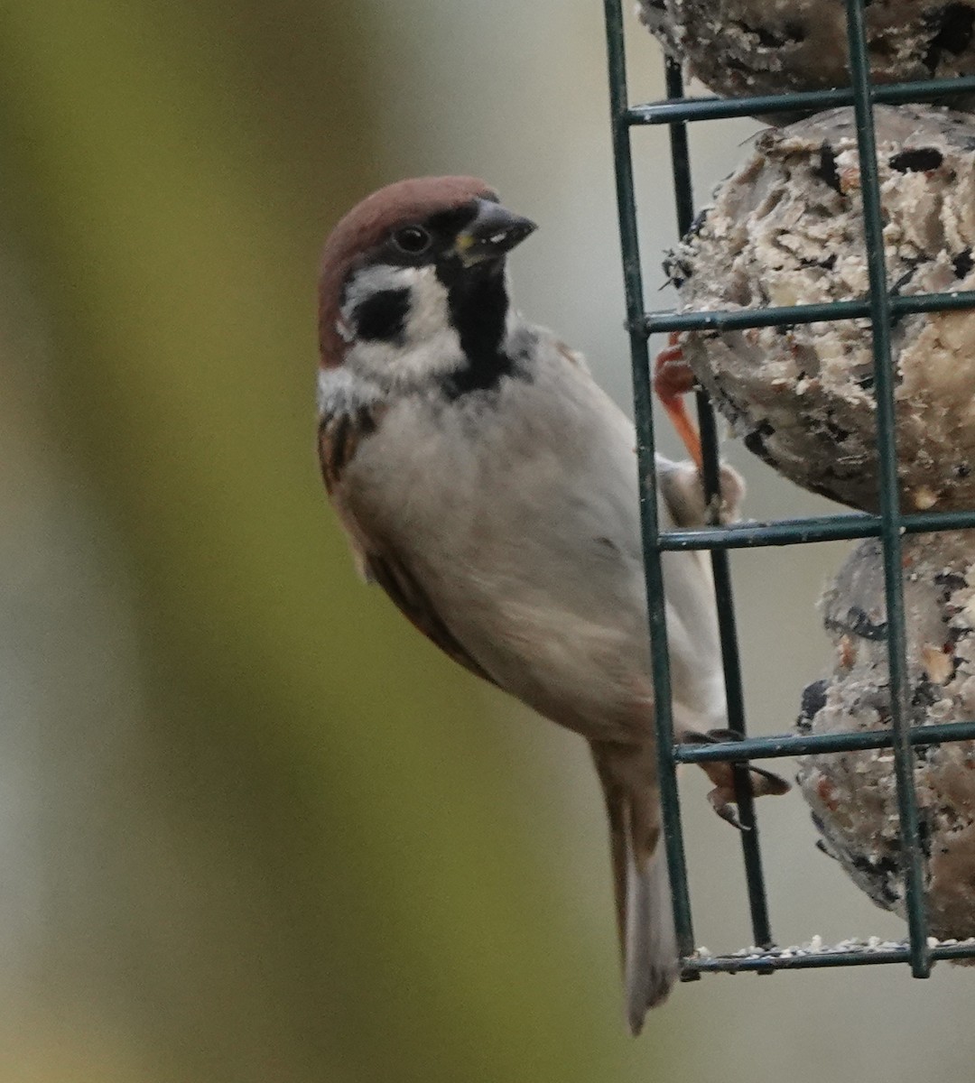 Eurasian Tree Sparrow - ML627096391