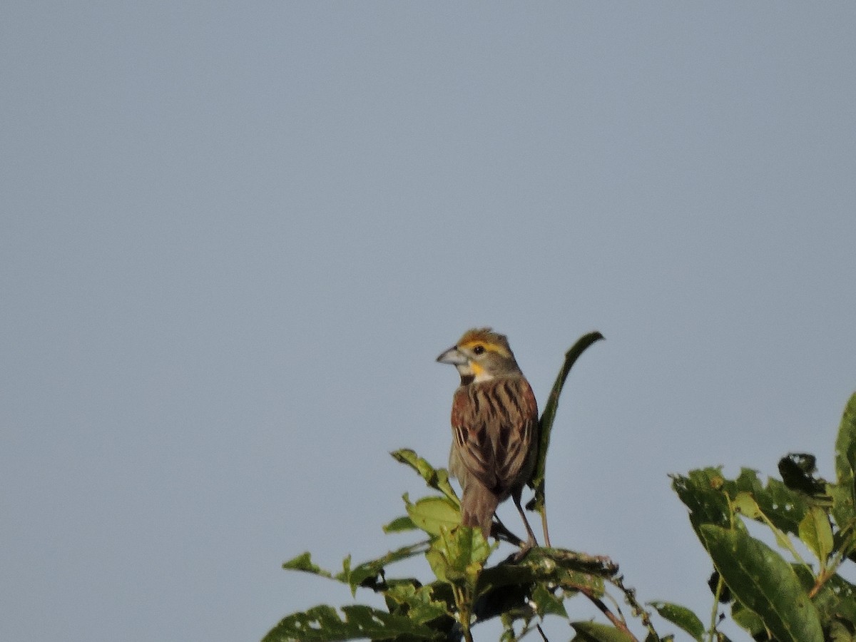 Dickcissel - Melody Walsh