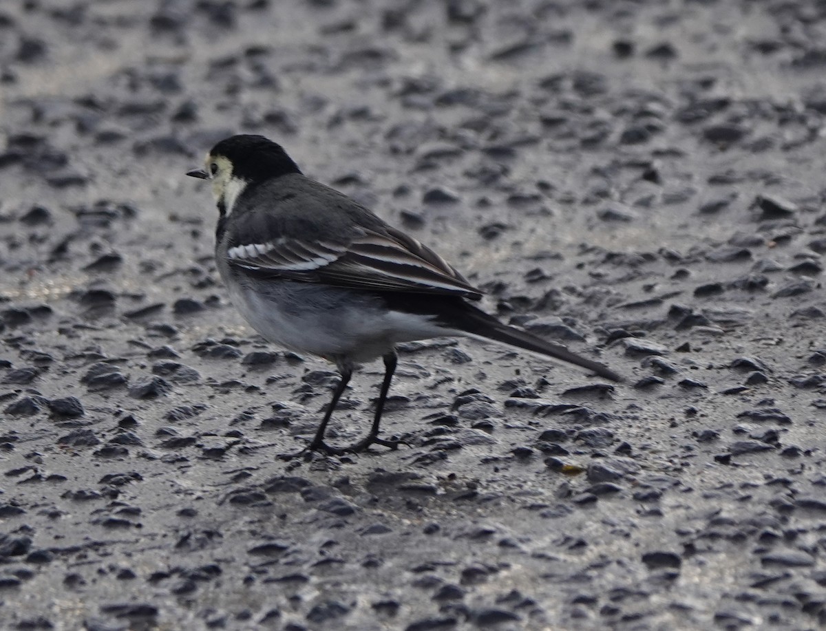 White Wagtail (British) - ML627096441