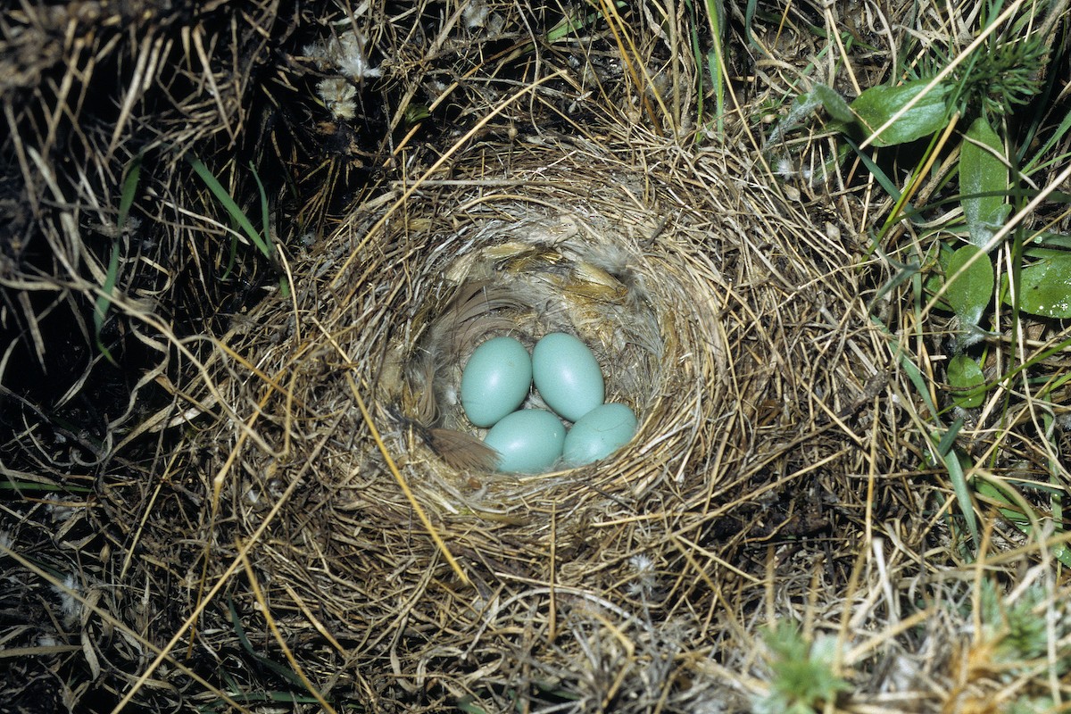 Radde's Accentor (Radde's) - ML627096546