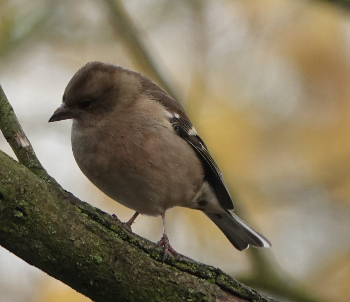 Common Chaffinch - ML627096554