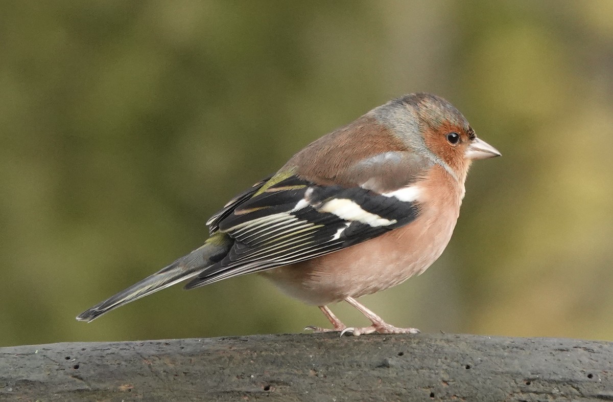 Common Chaffinch - ML627096555