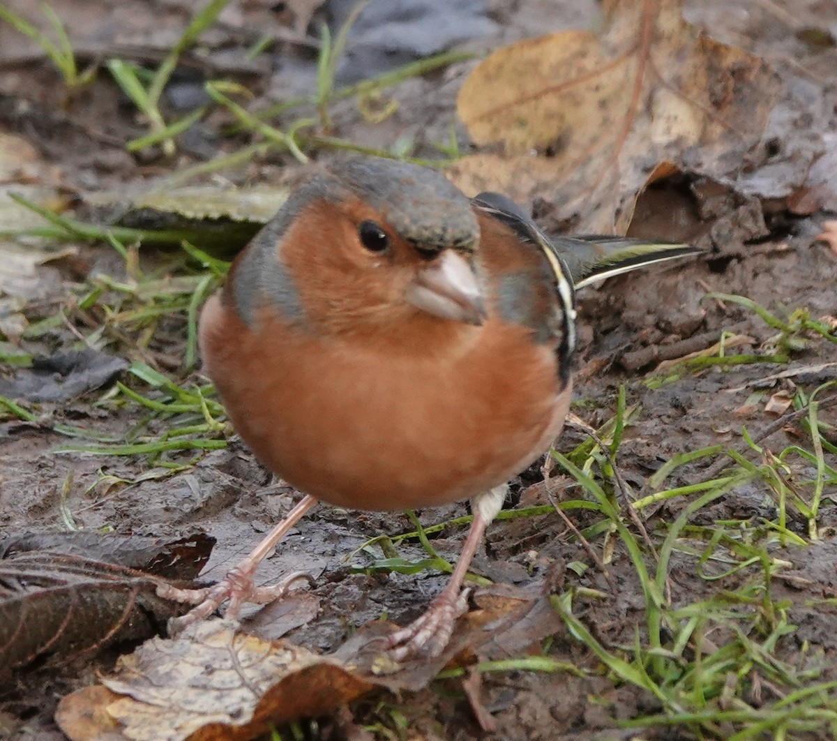 Common Chaffinch - ML627096556