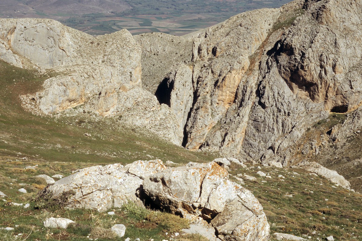 Wallcreeper (muraria) - ML627096628