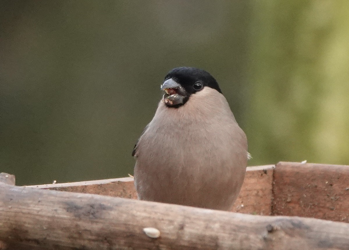 Eurasian Bullfinch - ML627096668