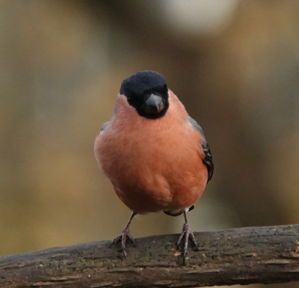 Eurasian Bullfinch - ML627096669