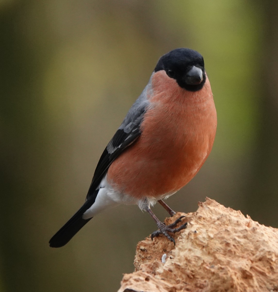 Eurasian Bullfinch - ML627096670