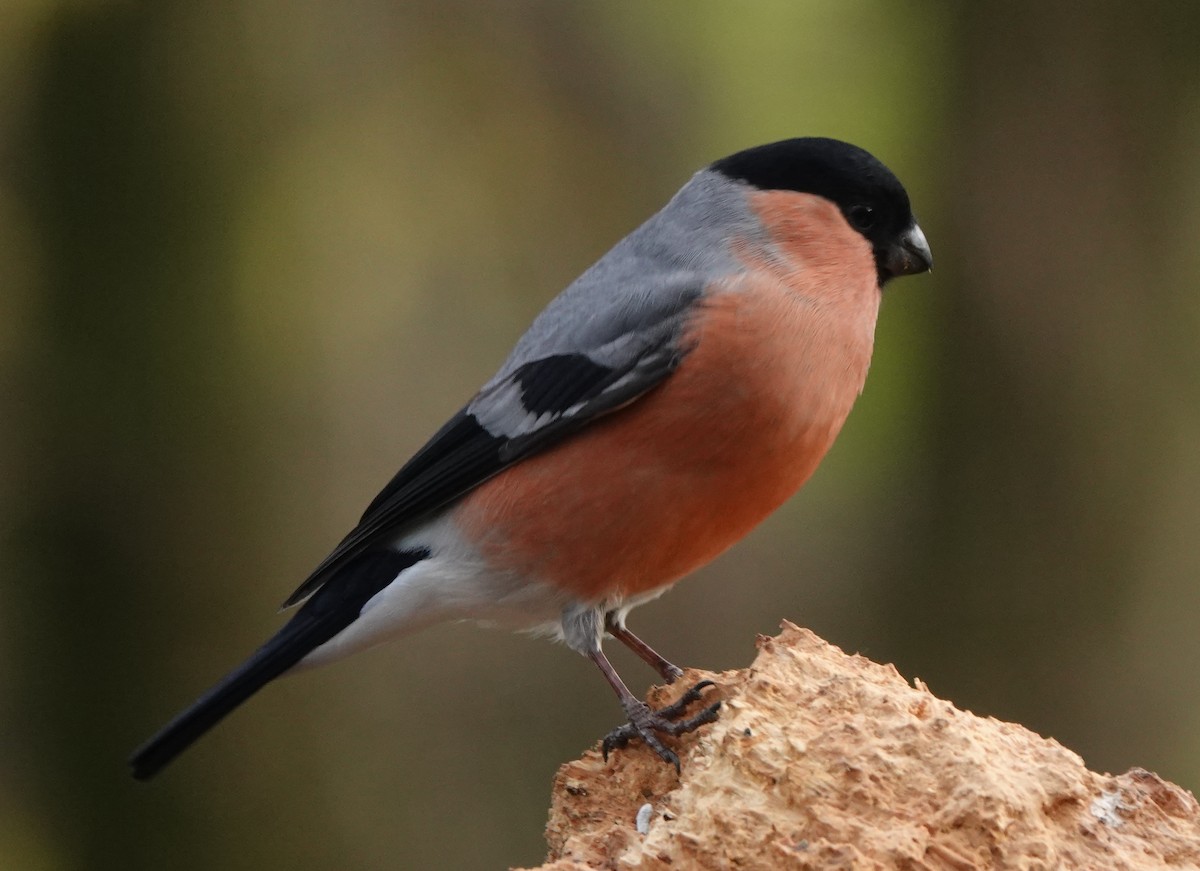 Eurasian Bullfinch - ML627096671