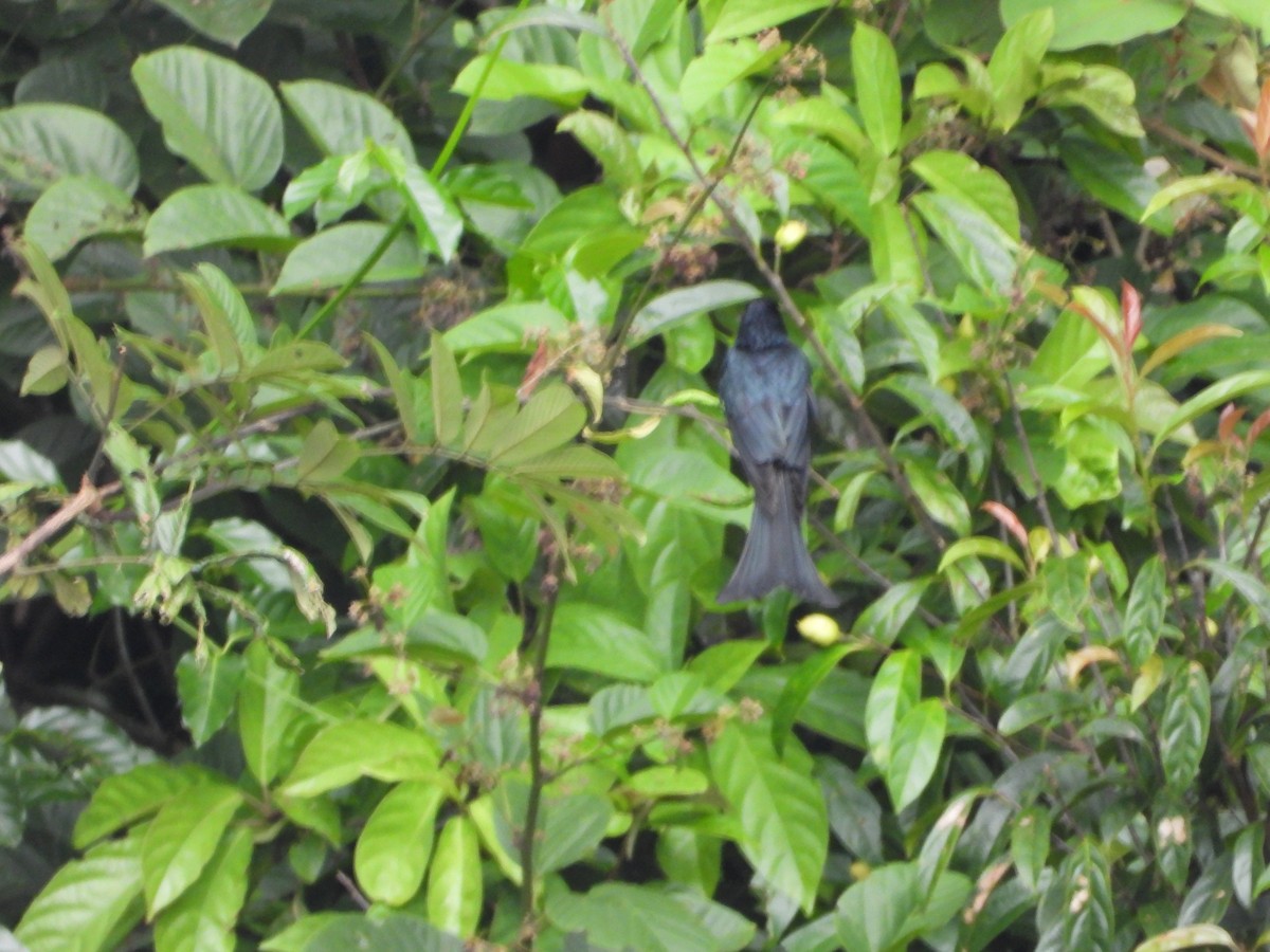 Crow-billed Drongo - ML627096709