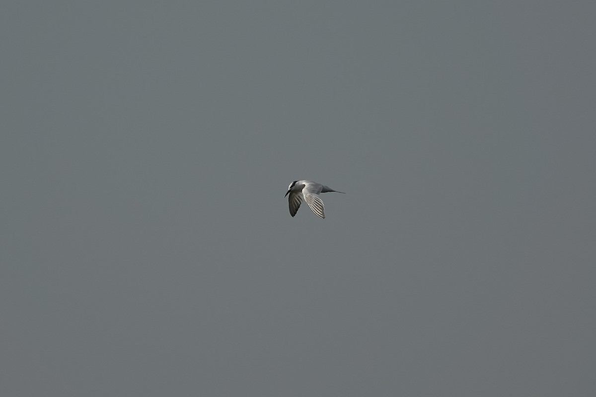 Common Tern - ML627096711