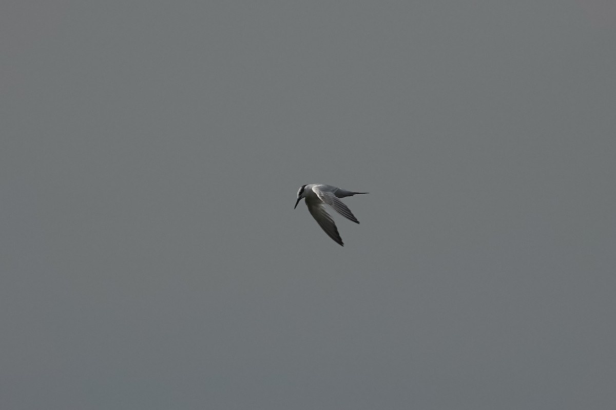 Common Tern - ML627096714