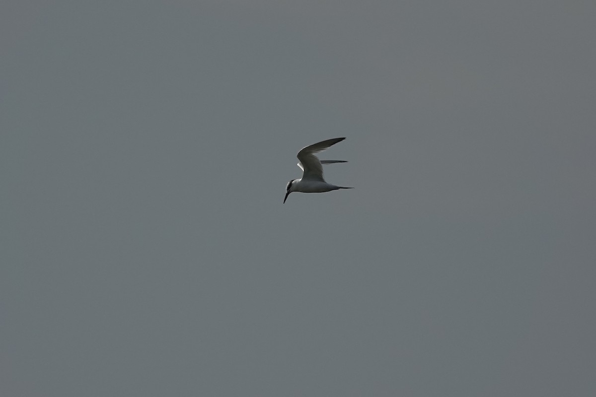 Common Tern - ML627096715
