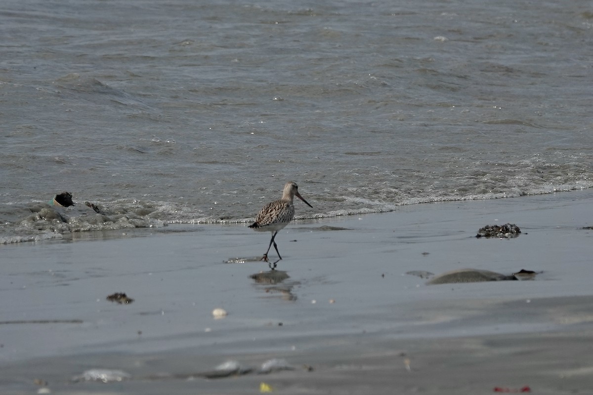 Bar-tailed Godwit (European) - ML627096717