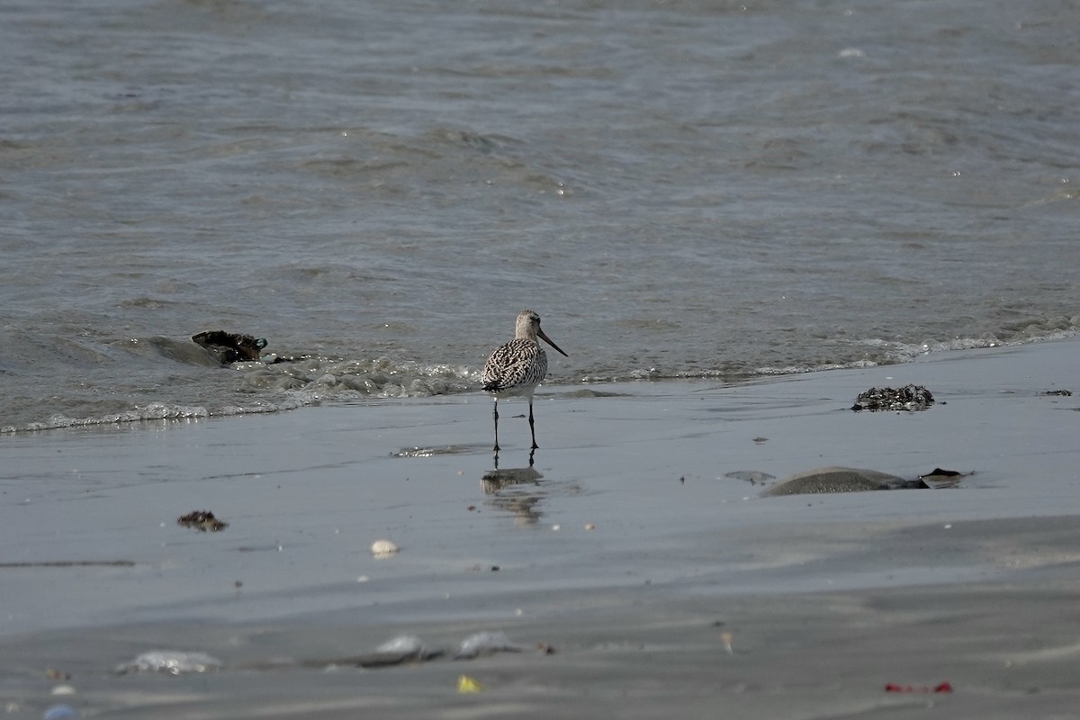 Bar-tailed Godwit (European) - ML627096718