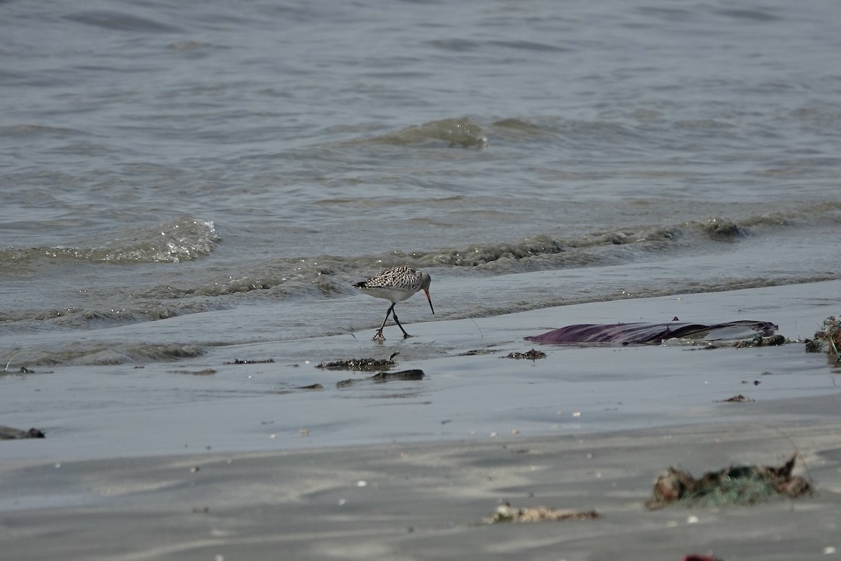 Bar-tailed Godwit (European) - ML627096721