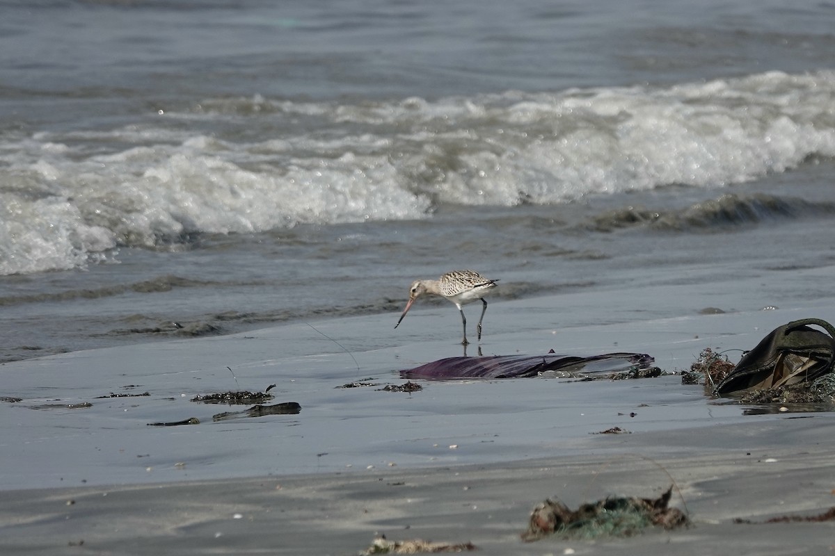 Bar-tailed Godwit (European) - ML627096723