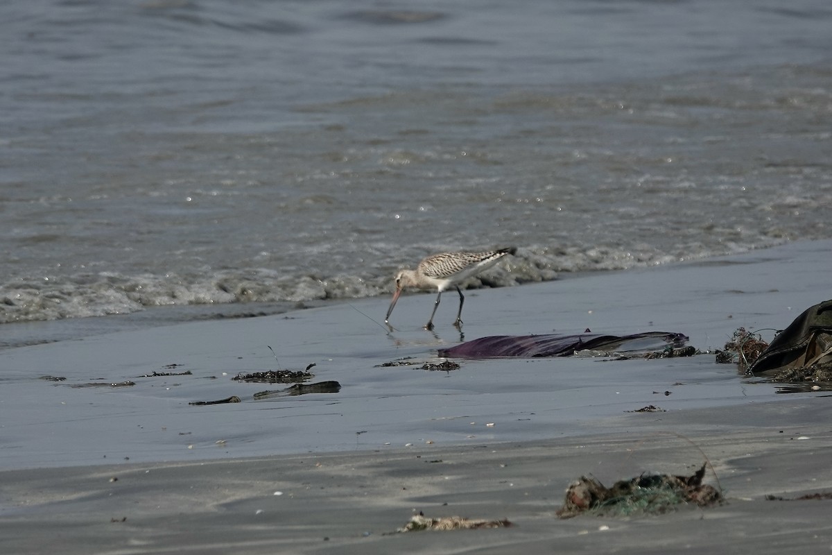 Bar-tailed Godwit (European) - ML627096726