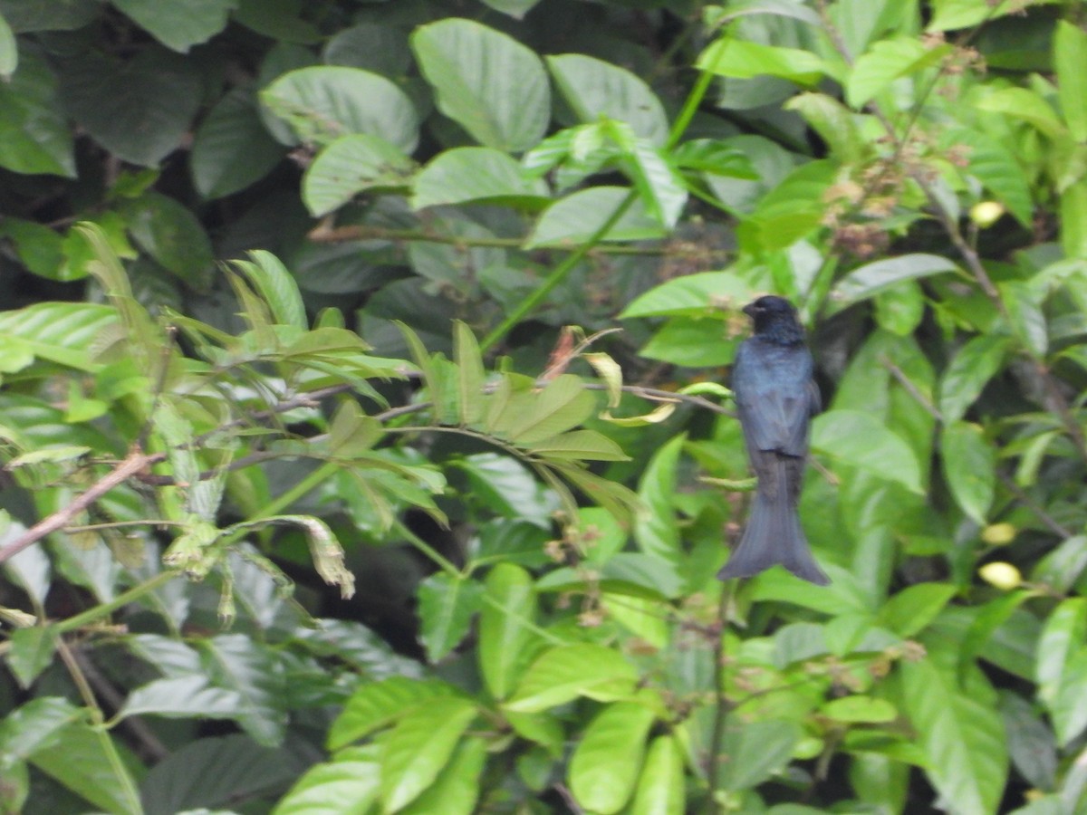 Crow-billed Drongo - ML627096741