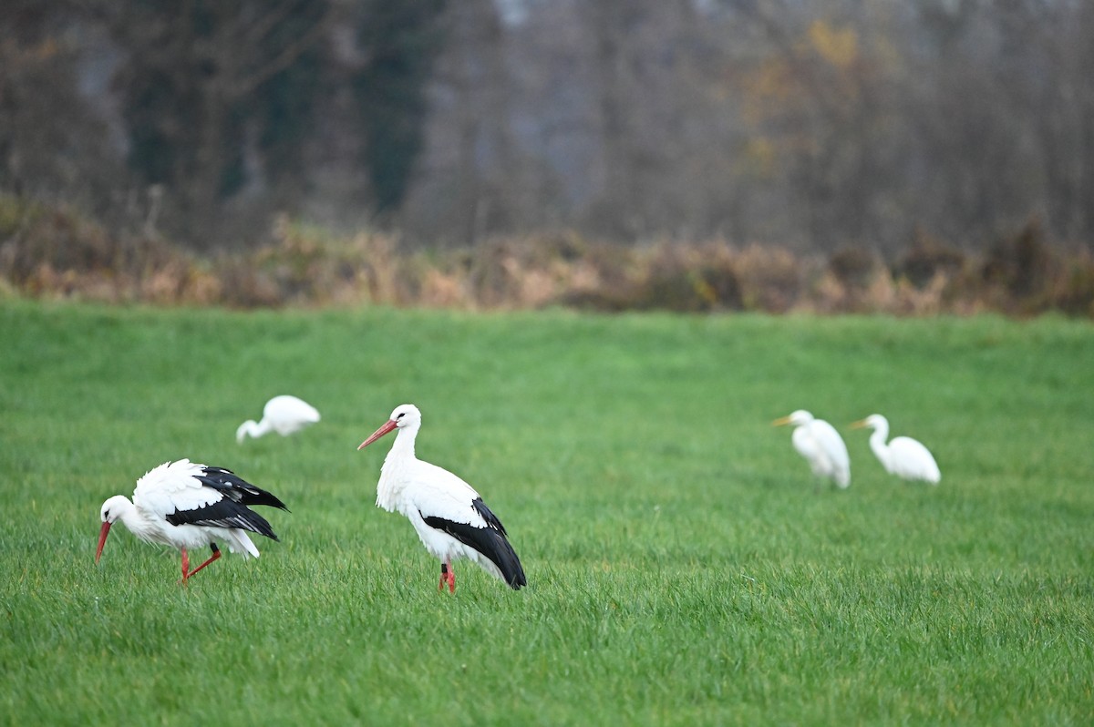 White Stork - ML627096841