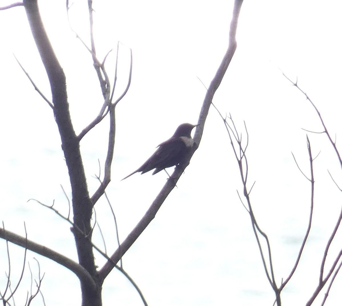 Ring Ouzel - ML627097088