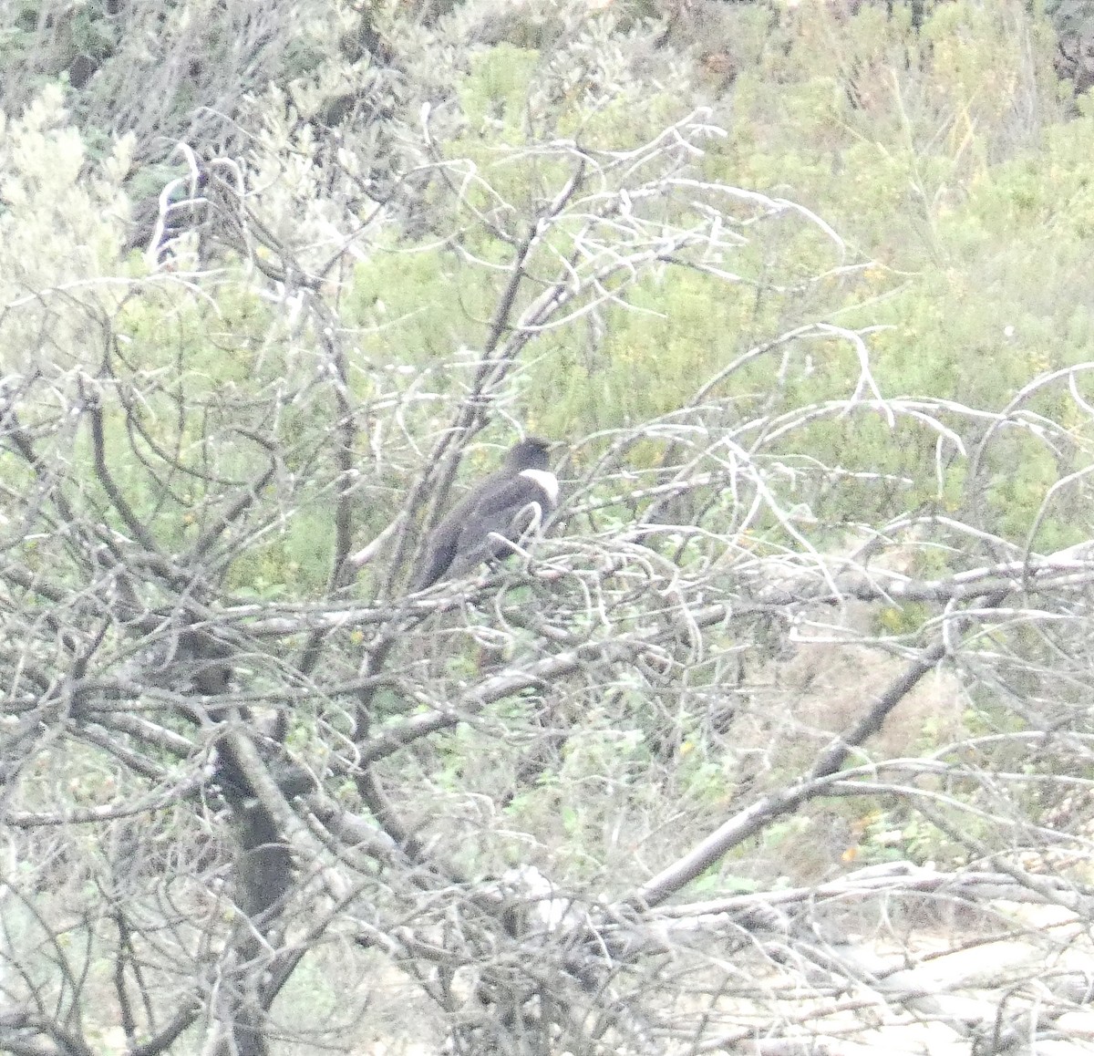 Ring Ouzel - ML627097093