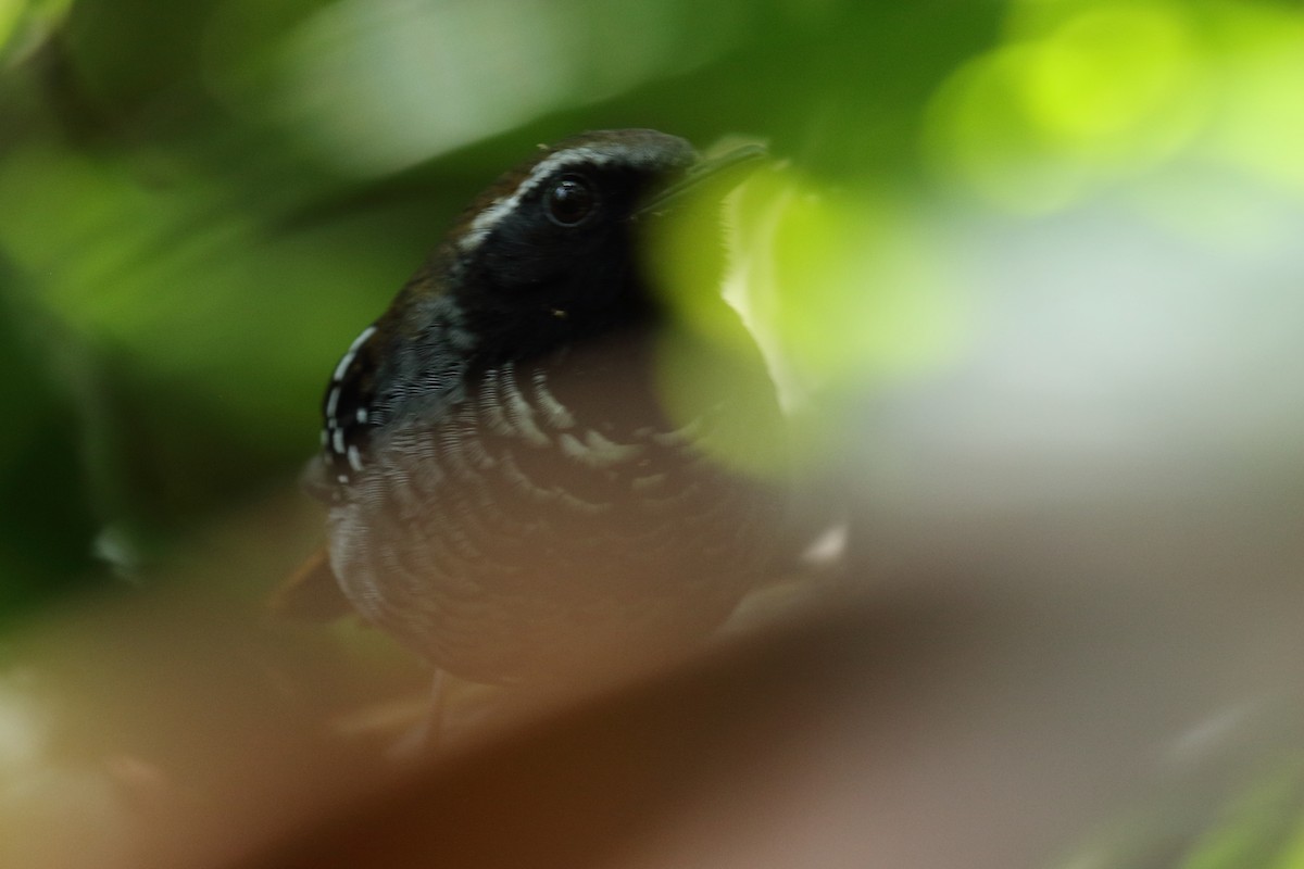 Squamate Antbird - ML627097406