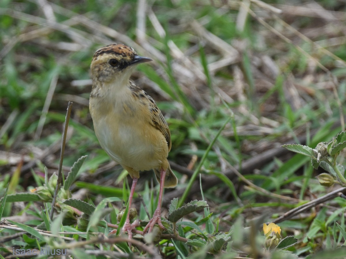 Pectoral-patch Cisticola - ML627097560