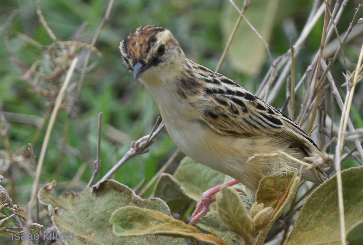 Pectoral-patch Cisticola - ML627097561