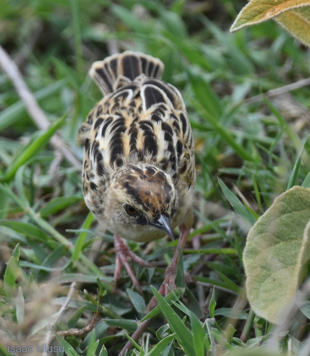 Pectoral-patch Cisticola - ML627097562