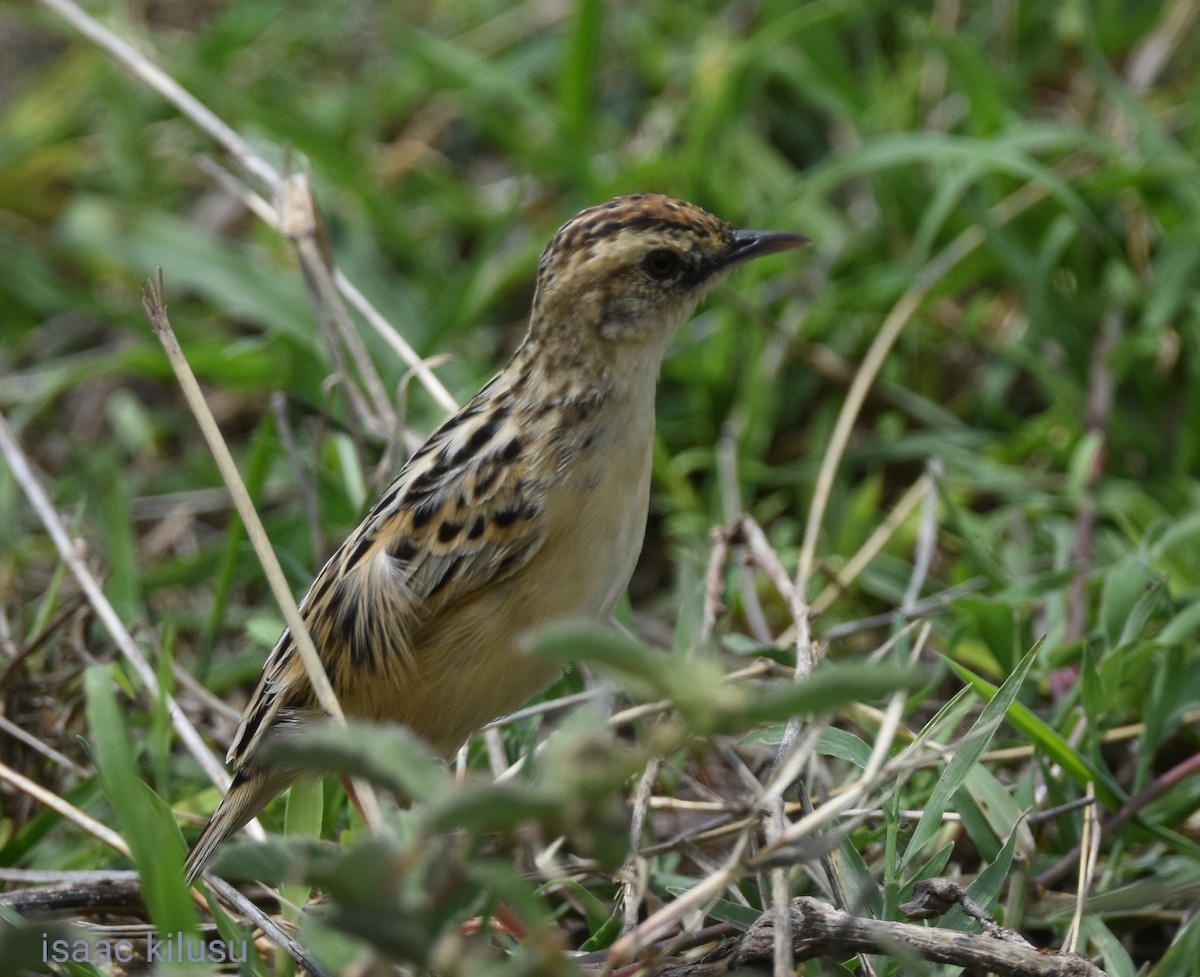 Pectoral-patch Cisticola - ML627097563