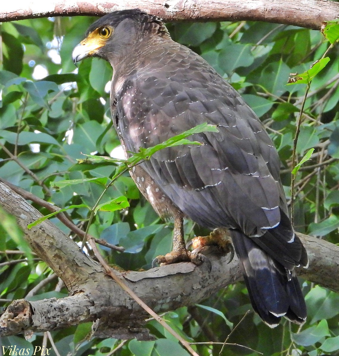 大冠鷲 - ML627097677